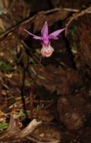 2008-03-31_41 Calypso Orchid Cropped TN.jpg - 28777 Bytes